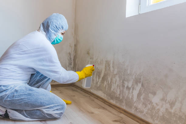 Black mold inspection in West Newton