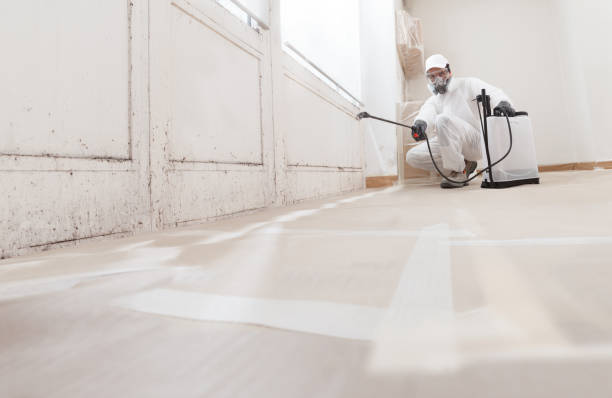 Black mold remediation team in West Newton